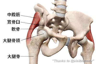 coxalgia-att.jpg