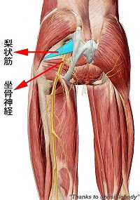 anatomy2s.jpg