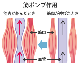 ポンプ作用